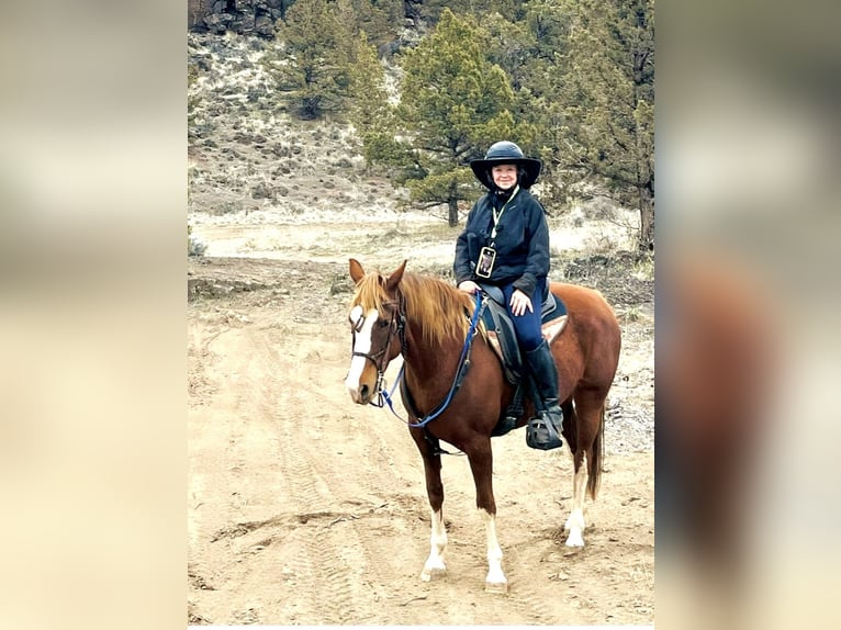 Spotted Saddle Horse Mare 8 years 15 hh Chestnut in Terrebonne