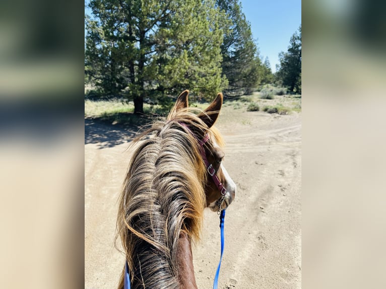 Spotted Saddle Horse Mare 8 years 15 hh Chestnut in Terrebonne