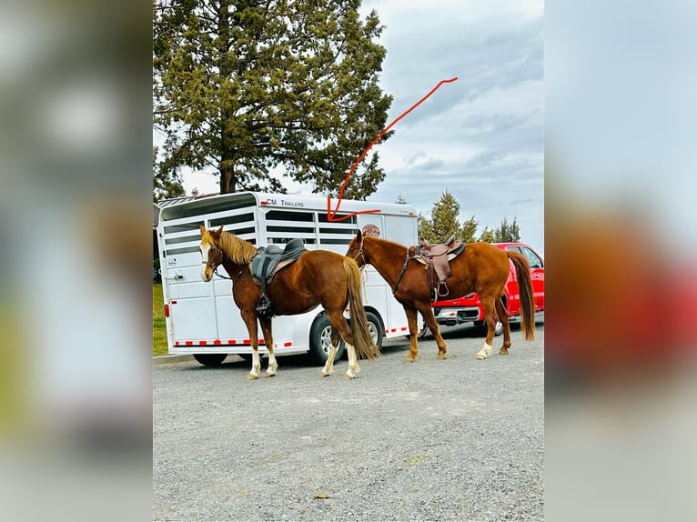 Spotted Saddle Horse Mare 8 years 15 hh Chestnut in Terrebonne