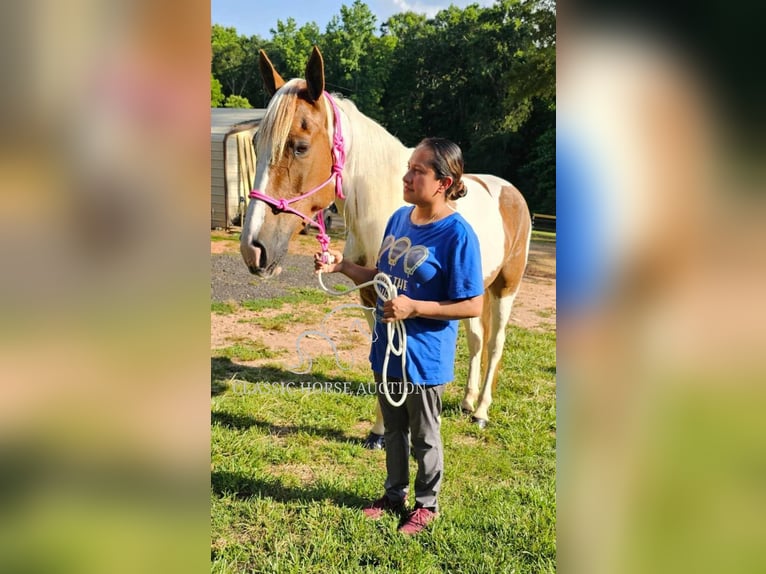 Spotted Saddle Horse Mare 9 years 15 hh Tobiano-all-colors in Otis Orchards, WA