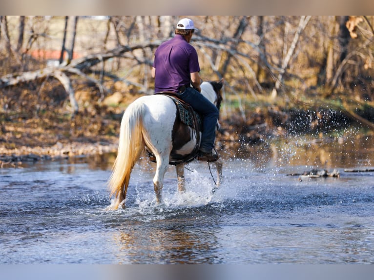 Spotted Saddle Horse Merrie 11 Jaar 157 cm Tobiano-alle-kleuren in Hampshine TN