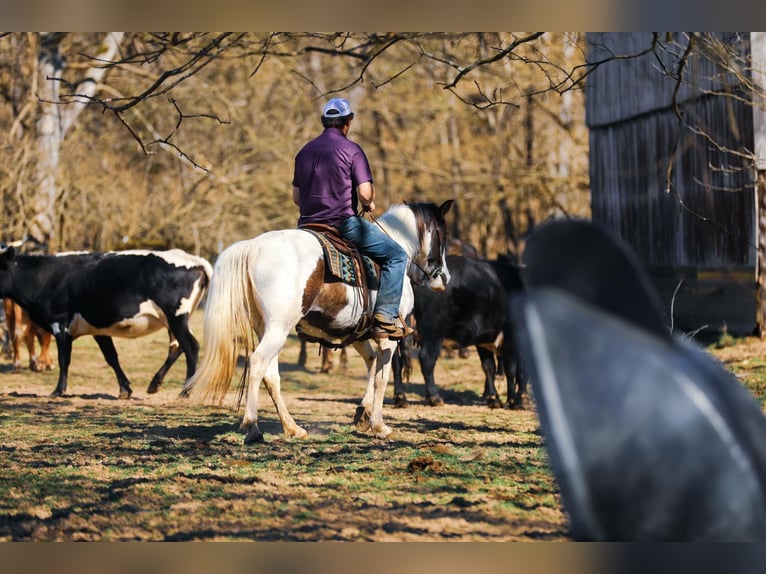 Spotted Saddle Horse Merrie 11 Jaar 157 cm Tobiano-alle-kleuren in Hampshine TN
