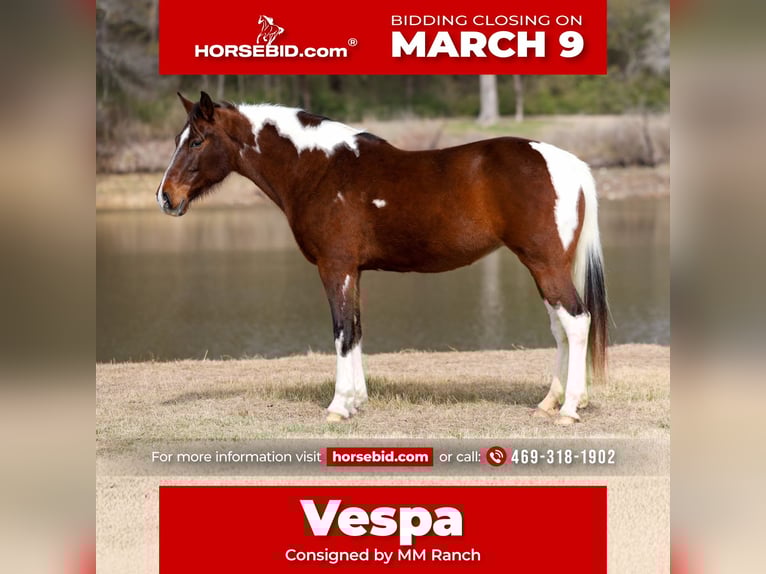 Spotted Saddle Horse Merrie 12 Jaar 157 cm Gevlekt-paard in Forney