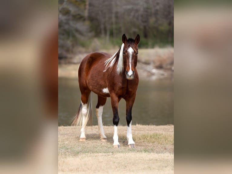 Spotted Saddle Horse Merrie 12 Jaar 157 cm Gevlekt-paard in Forney