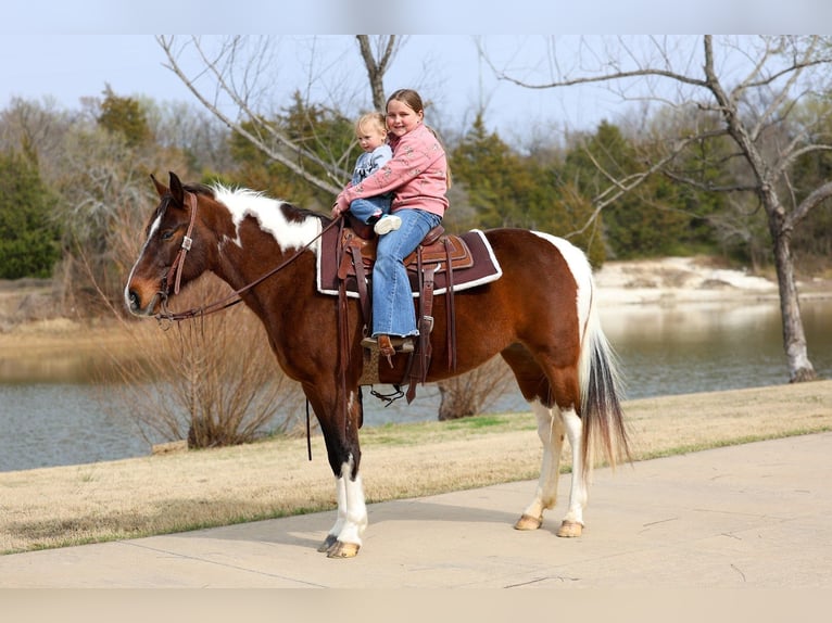 Spotted Saddle Horse Merrie 12 Jaar 157 cm Gevlekt-paard in Forney