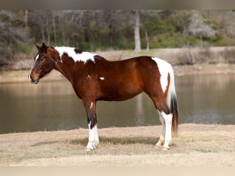 Spotted Saddle Horse Merrie 12 Jaar 157 cm Gevlekt-paard in Forney