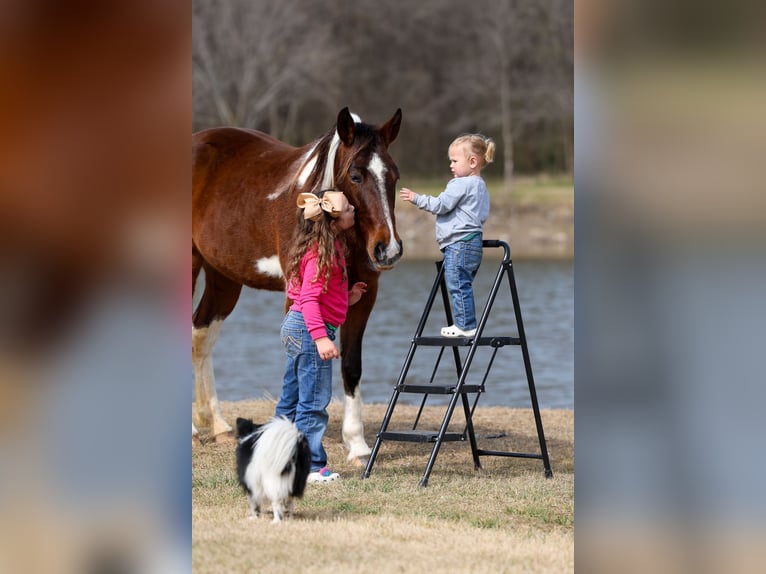 Spotted Saddle Horse Merrie 12 Jaar 157 cm Gevlekt-paard in Forney