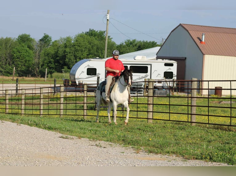 Spotted Saddle Horse Merrie 13 Jaar 150 cm Tobiano-alle-kleuren in Sonora, KY