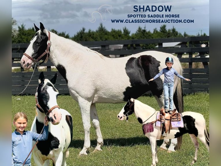 Spotted Saddle Horse Merrie 14 Jaar 142 cm Tobiano-alle-kleuren in Fort Pierce, FL