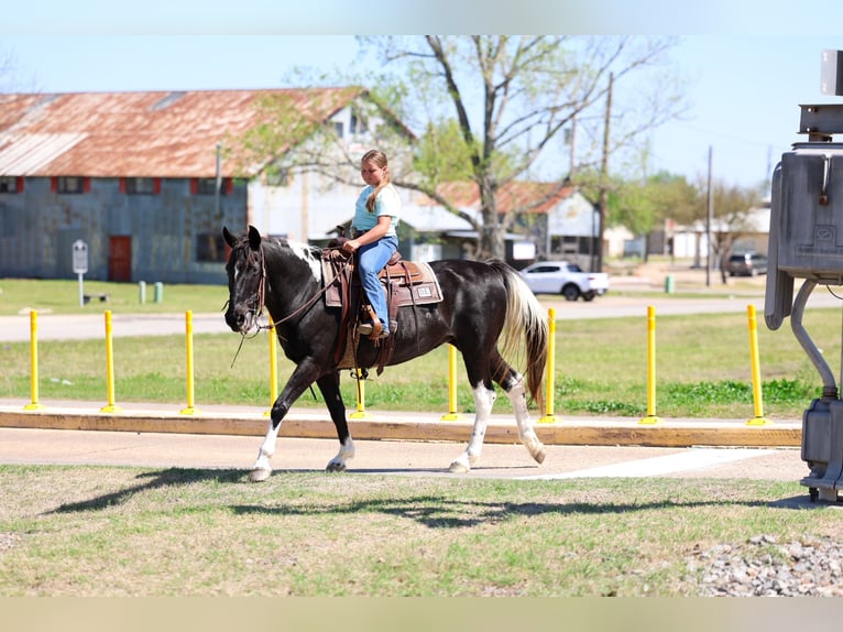 Spotted Saddle Horse Merrie 14 Jaar 152 cm Gevlekt-paard in Forney