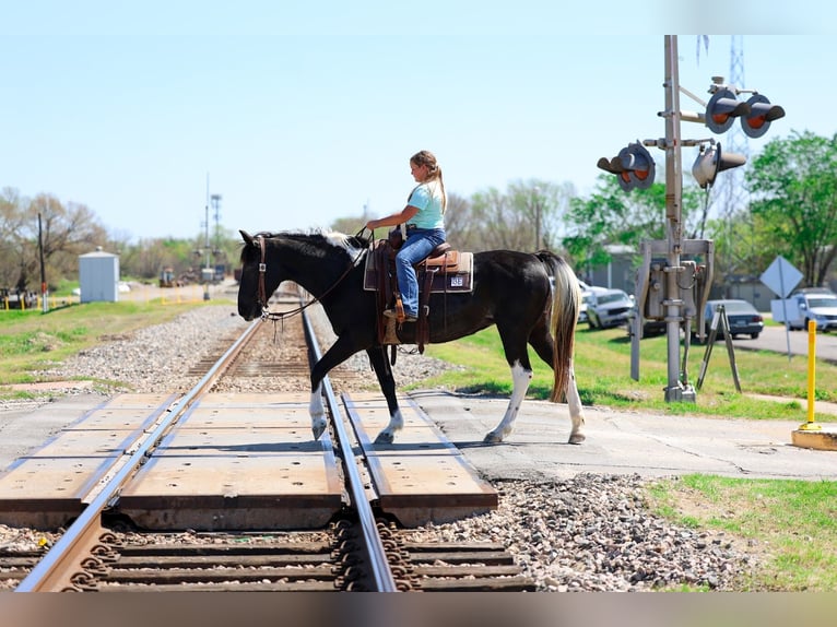 Spotted Saddle Horse Merrie 14 Jaar 152 cm Gevlekt-paard in Forney