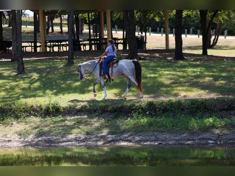 Spotted Saddle Horse Merrie 14 Jaar Buckskin in Terrell