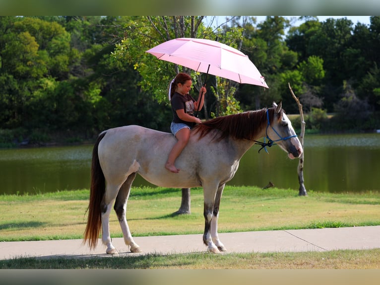 Spotted Saddle Horse Merrie 14 Jaar Buckskin in Terrell