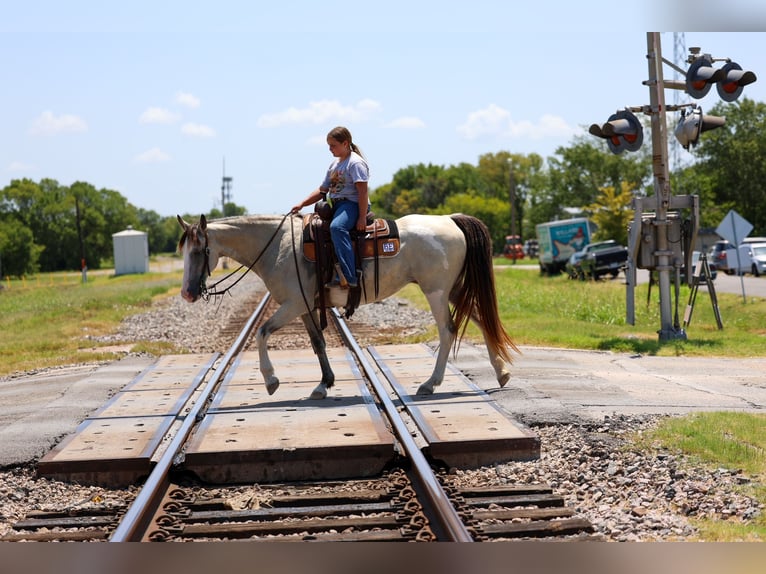 Spotted Saddle Horse Merrie 14 Jaar Buckskin in Terrell