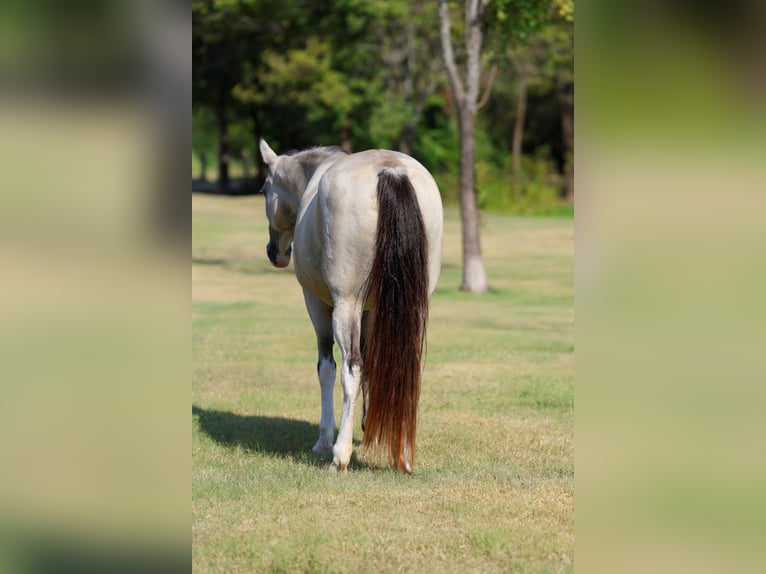 Spotted Saddle Horse Merrie 14 Jaar Buckskin in Terrell
