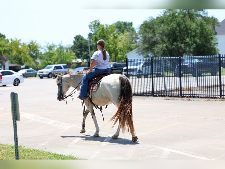 Spotted Saddle Horse Merrie 14 Jaar Buckskin in Terrell