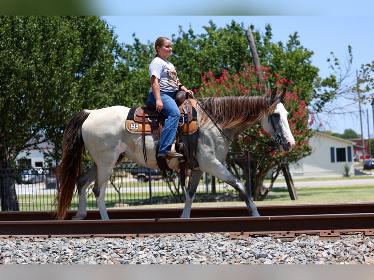 Spotted Saddle Horse Merrie 14 Jaar Buckskin in Terrell