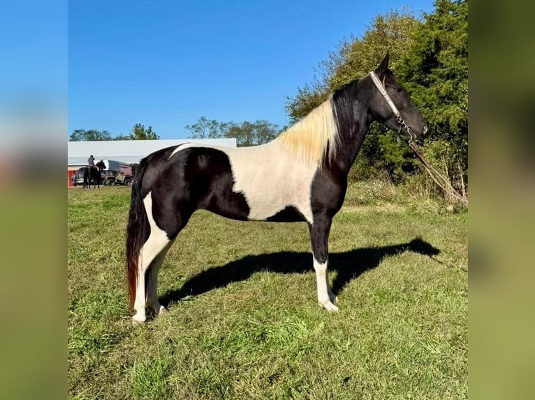 Spotted Saddle Horse Merrie 5 Jaar 155 cm Gevlekt-paard in Moscow