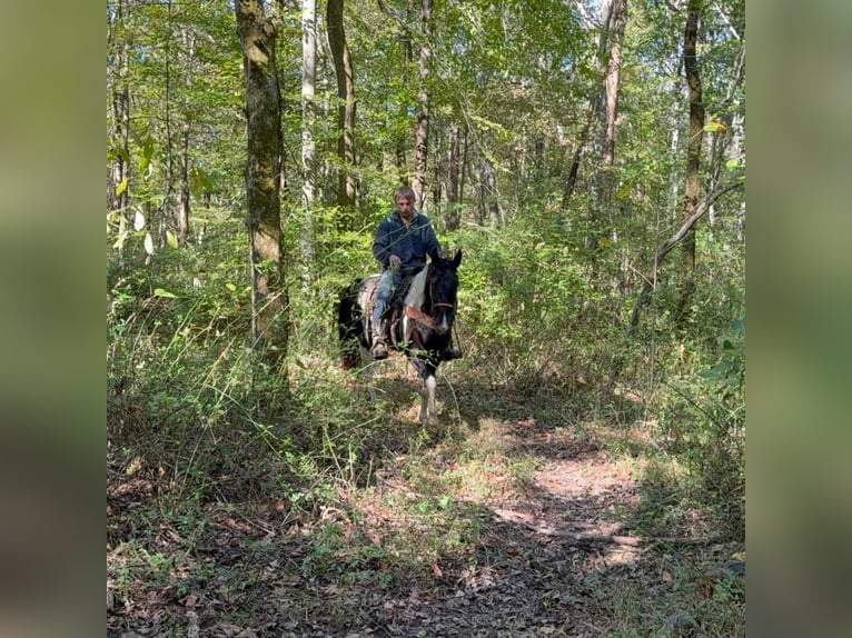 Spotted Saddle Horse Merrie 5 Jaar 155 cm Gevlekt-paard in Moscow