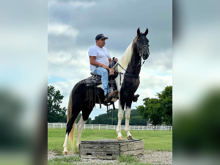 Spotted Saddle Horse Ogier 2 lat 152 cm Tobiano wszelkich maści in Lewisburg, TN