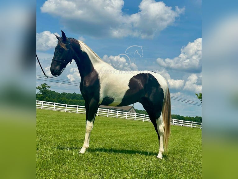 Spotted Saddle Horse Ogier 2 lat 152 cm Tobiano wszelkich maści in Lewisburg, TN