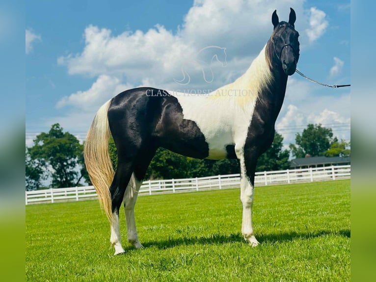 Spotted Saddle Horse Ogier 2 lat 152 cm Tobiano wszelkich maści in Lewisburg, TN