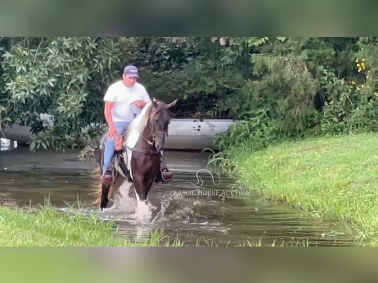 Spotted Saddle Horse Ogier 2 lat 152 cm Tobiano wszelkich maści in Lewisburg, TN