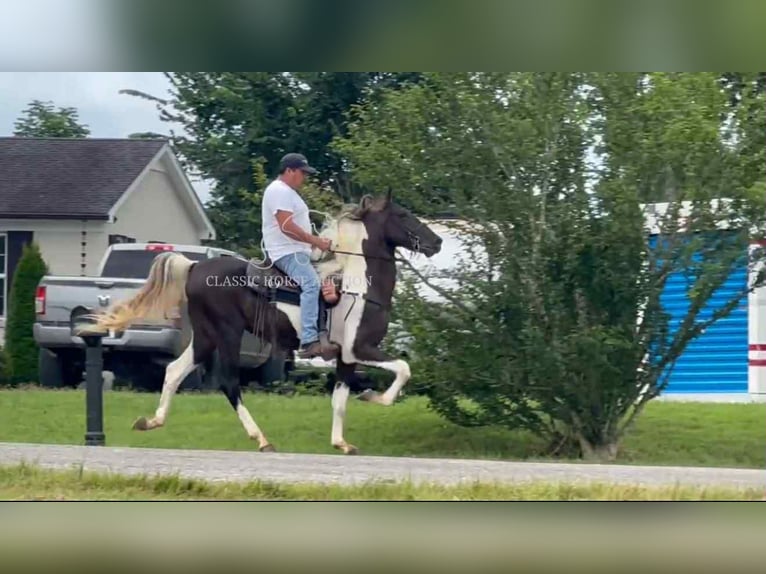 Spotted Saddle Horse Ogier 2 lat 152 cm Tobiano wszelkich maści in Lewisburg, TN