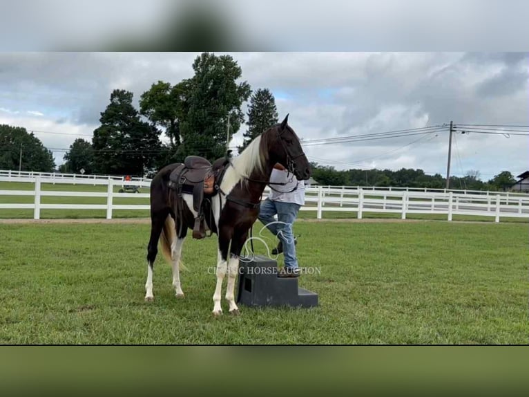 Spotted Saddle Horse Ogier 2 lat 152 cm Tobiano wszelkich maści in Lewisburg, TN