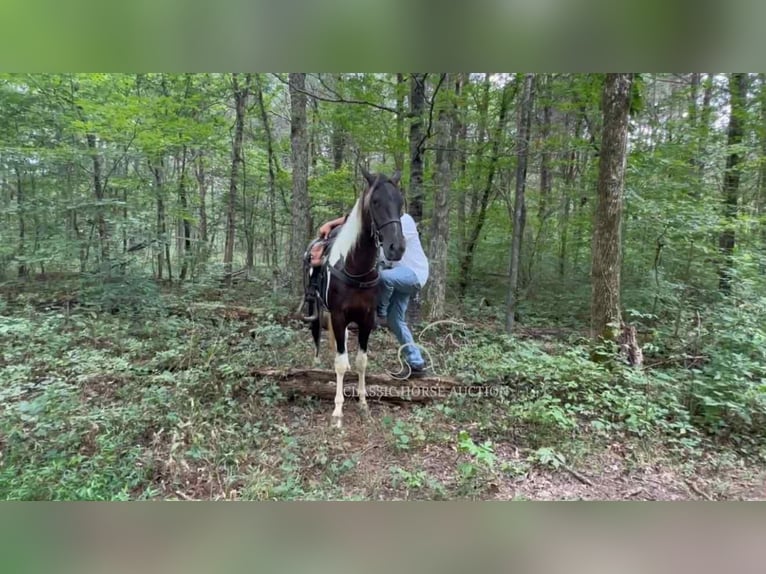 Spotted Saddle Horse Ogier 2 lat 152 cm Tobiano wszelkich maści in Lewisburg, TN
