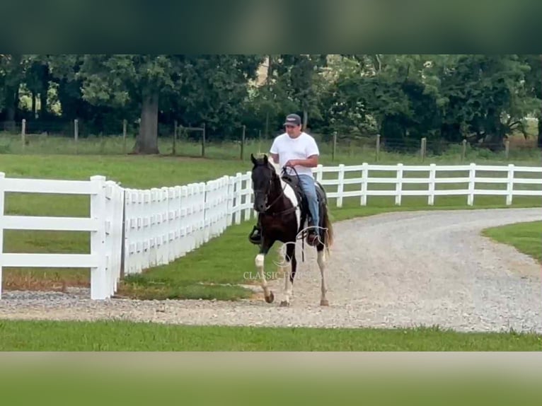 Spotted Saddle Horse Ogier 2 lat 152 cm Tobiano wszelkich maści in Lewisburg, TN