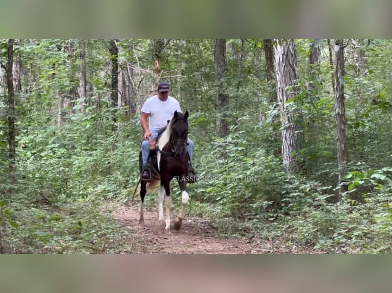 Spotted Saddle Horse Ogier 2 lat 152 cm Tobiano wszelkich maści in Lewisburg, TN