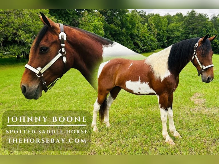 Spotted Saddle Horse Ruin 10 Jaar 152 cm Tobiano-alle-kleuren in Rockholds, KY