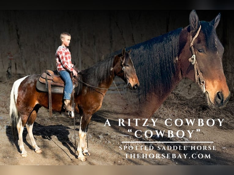 Spotted Saddle Horse Ruin 10 Jaar 155 cm Roodbruin in Houston, MO