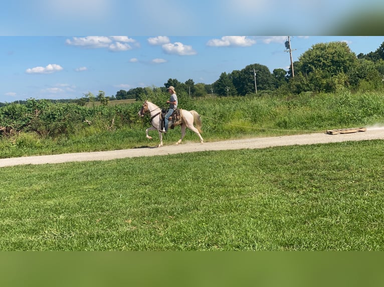 Spotted Saddle Horse Ruin 11 Jaar 142 cm Tobiano-alle-kleuren in Moscow OH