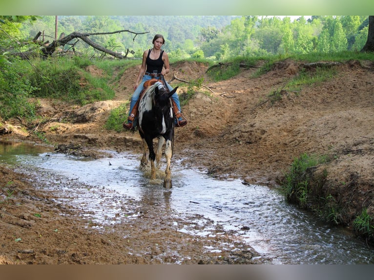 Spotted Saddle Horse Ruin 11 Jaar 165 cm Tobiano-alle-kleuren in Rusk TX