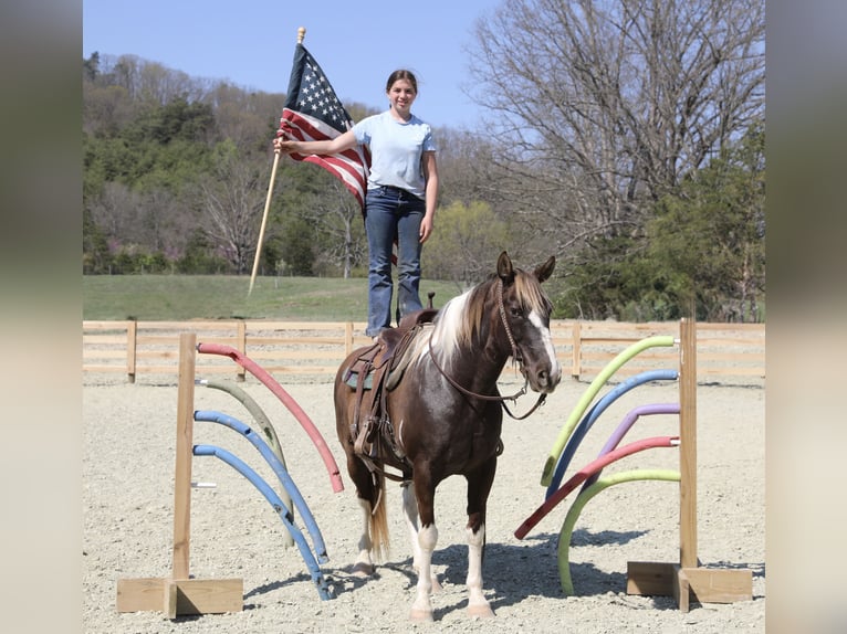 Spotted Saddle Horse Ruin 12 Jaar 152 cm Gevlekt-paard in Wallingford