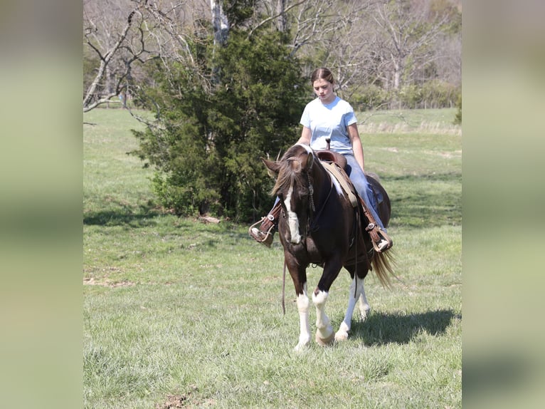 Spotted Saddle Horse Ruin 12 Jaar 152 cm Gevlekt-paard in Wallingford