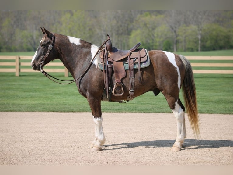 Spotted Saddle Horse Ruin 12 Jaar 152 cm Gevlekt-paard in Wallingford