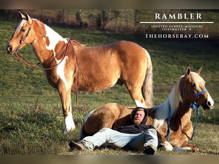 Spotted Saddle Horse Mix Ruin 12 Jaar 152 cm Palomino in Mount Vernon, KY
