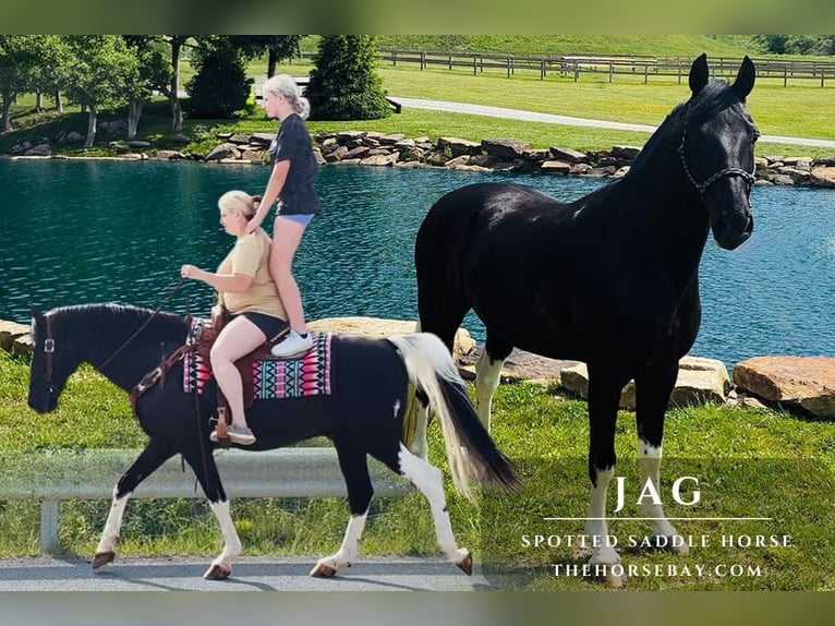 Spotted Saddle Horse Ruin 12 Jaar 152 cm Tobiano-alle-kleuren in Princeton, WV