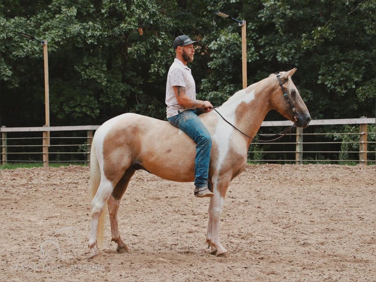 Spotted Saddle Horse Ruin 13 Jaar 142 cm in Gerald, MO