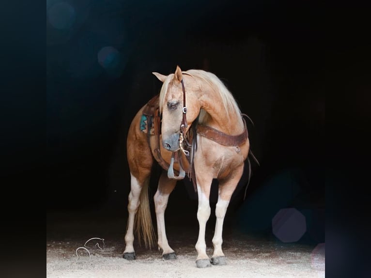 Spotted Saddle Horse Ruin 13 Jaar 142 cm in Gerald, MO