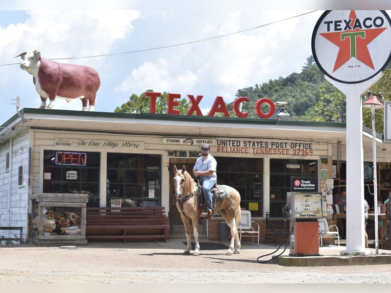 Spotted Saddle Horse Ruin 13 Jaar 157 cm Gevlekt-paard in Cleveland