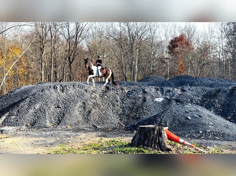 Spotted Saddle Horse Mix Ruin 13 Jaar 165 cm Gevlekt-paard in Rockville, MD
