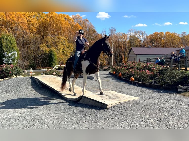Spotted Saddle Horse Mix Ruin 13 Jaar 165 cm Gevlekt-paard in Rockville, MD