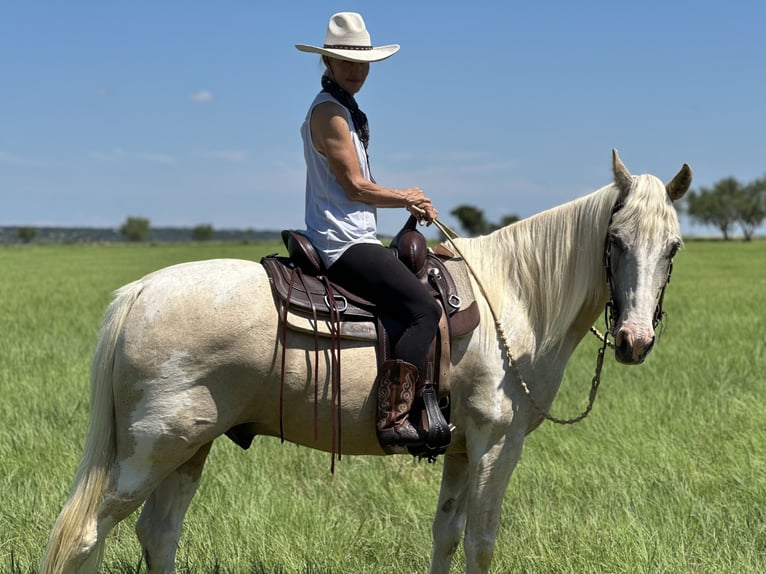 Spotted Saddle Horse Ruin 15 Jaar 152 cm Gevlekt-paard in Spicewood