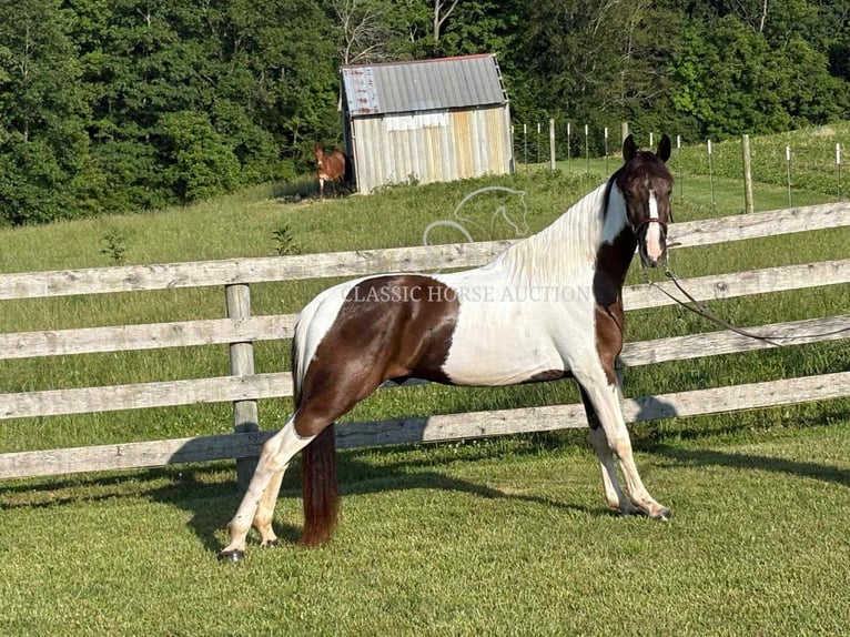 Spotted Saddle Horse Ruin 3 Jaar 152 cm Tobiano-alle-kleuren in Campbellsville, KY