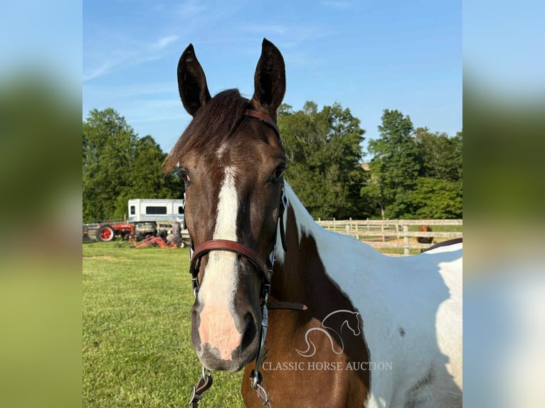 Spotted Saddle Horse Ruin 3 Jaar 152 cm Tobiano-alle-kleuren in Campbellsville, KY