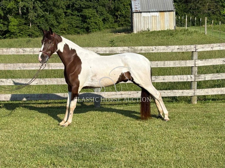 Spotted Saddle Horse Ruin 3 Jaar 152 cm Tobiano-alle-kleuren in Campbellsville, KY